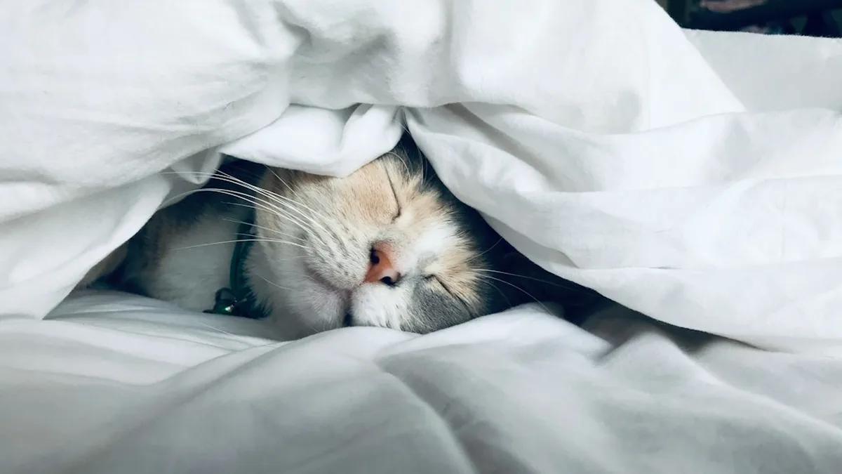 Comment dormir quand il fait chaud : chaleur insupportable